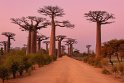 110 Baobab Avenue
